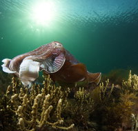 Cuttlefish Diving  Snorkeling EVERYDAY May -August - Pubs Adelaide