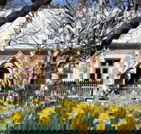 Daffodils at Rydal - Pubs Adelaide
