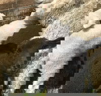 Flinders Island Show - Pubs Adelaide