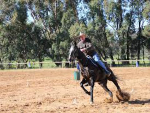 Glen William Gymkhana - Pubs Adelaide 1