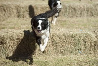 Great Nundle Dog Race