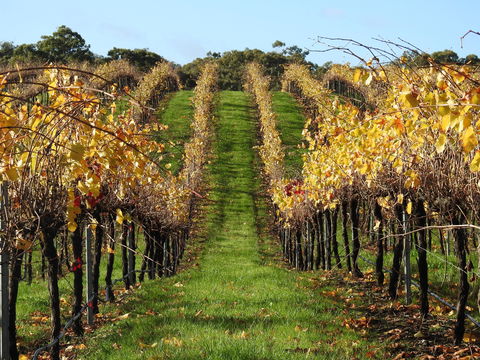Miners Ridge Wine Tasting - Pubs Adelaide 0