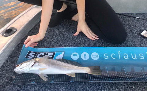 SCF Research And Sustainability Competition - Pubs Adelaide 1