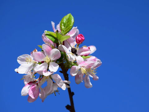 Spring Time At Hunter Valley Gardens - Pubs Adelaide 0