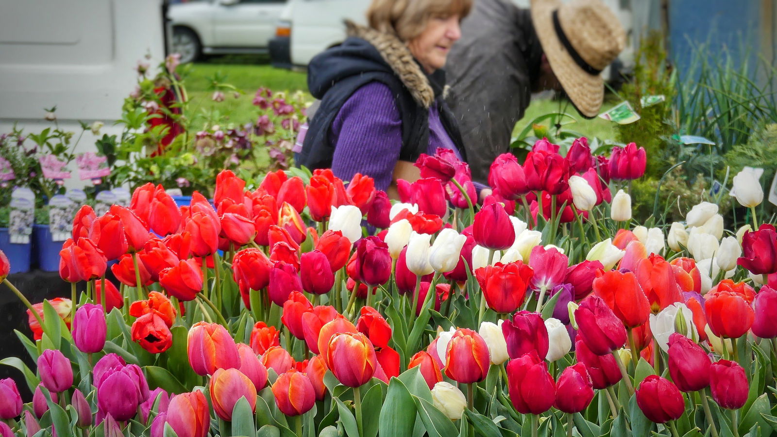 Taunton SA Pubs Adelaide