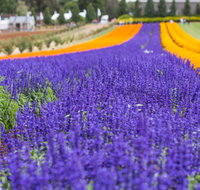 Tesselaar KaBloom Festival of Flowers - Pubs Adelaide