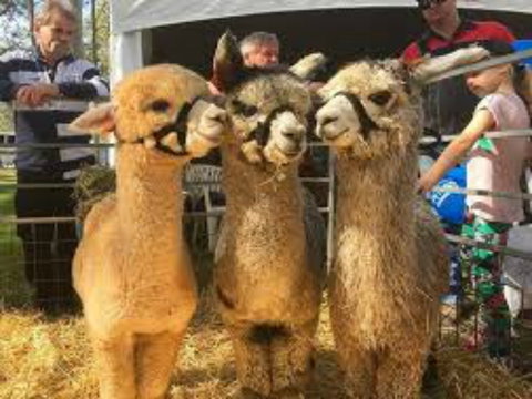 Tocal Field Days - Pubs Adelaide 2