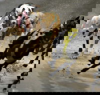 Twilight Greyhound Racing - Pubs Adelaide