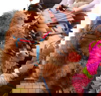 Willunga Almond Blossom Festival - Pubs Adelaide