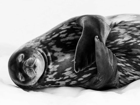 Wildlife Photographer Of The Year - Pubs Adelaide 0