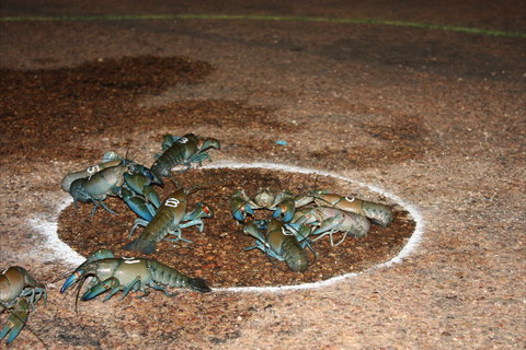 Windorah International Yabby Races - Postponed - Pubs Adelaide 2