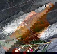 Aged Wine and Vintage Pies - Pubs Adelaide