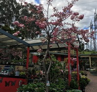 Beasleys Tea House - Pubs Adelaide