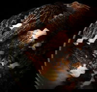 The Ox and Hound Bistro - Pubs Adelaide