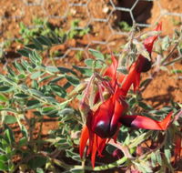 Thom Dick  Harry's - Pubs Adelaide