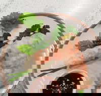 Golden Tree Cafe - Pubs Adelaide