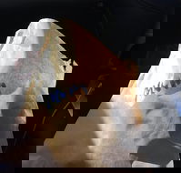 Shoeys bakery - Pubs Adelaide