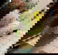 The Natural Waffle Ice Cream Parlour - Pubs Adelaide