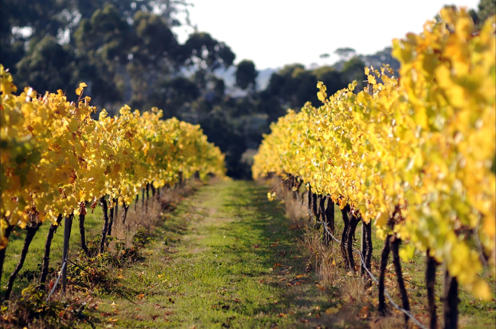 Balintore VIC Pubs Adelaide