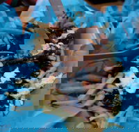 Charles St Pizza  Pasta - Pubs Adelaide