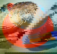 Phillips  Co - Pubs Adelaide