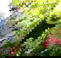 Springwood Farm Berries - Pubs Adelaide