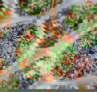 Nudefish Pok - Bondi Beach - Pubs Adelaide