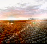 Rich Glen Olive Farm - Pubs Adelaide