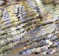 Il Pasticcino - Pubs Adelaide