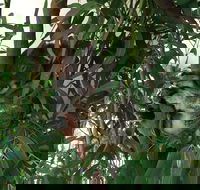 Wild Life Hamilton Island - Pubs Adelaide