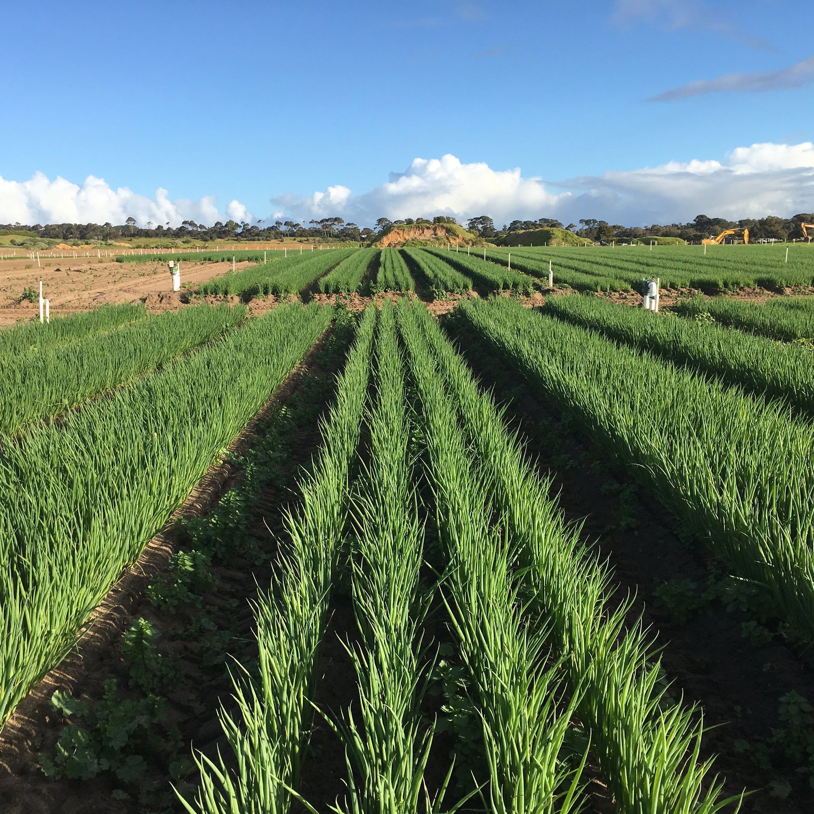 Boneo VIC Pubs Adelaide
