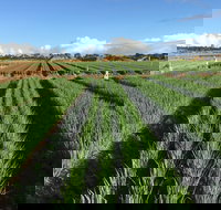 Hawkes Farm - Pubs Adelaide