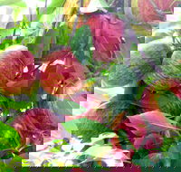 Payne's Orchards - Pubs Adelaide