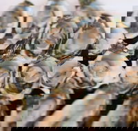 S.D. Caputo And Sons - Pubs Adelaide