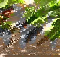 Waybourne Winery - Pubs Adelaide