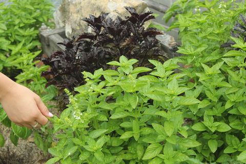 Hillview Herb Farm - Pubs Adelaide 1