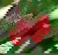 Westerway Raspberry Farm - Pubs Adelaide