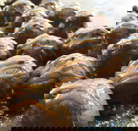 The Burrow Coffee House - Pubs Adelaide