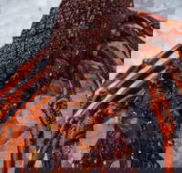 Lobster Shack Tasmania - Pubs Adelaide