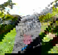 Every Man and His Dog Vineyard - Pubs Adelaide