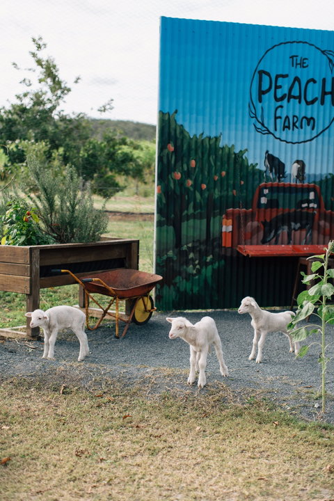 The Peach Farm - Pubs Adelaide 2