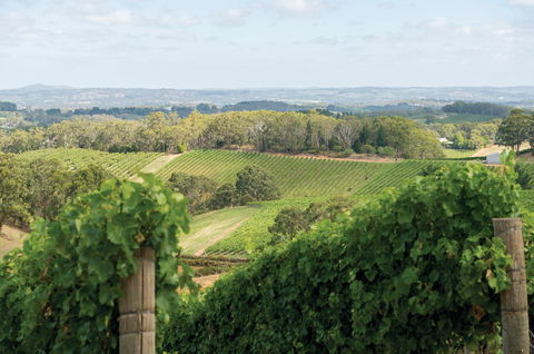 Pike And Joyce Wines - Pubs Adelaide 2