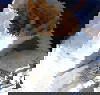 Ragenovich Bros Chickens - Pubs Adelaide