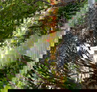 Velvet  Willow - Pubs Adelaide