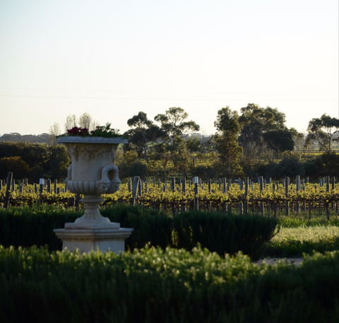 Angas Plains Wines Cellar Door - Pubs Adelaide 1