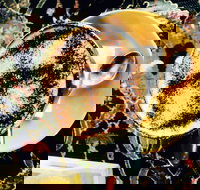 Cafe 3847 - Pubs Adelaide