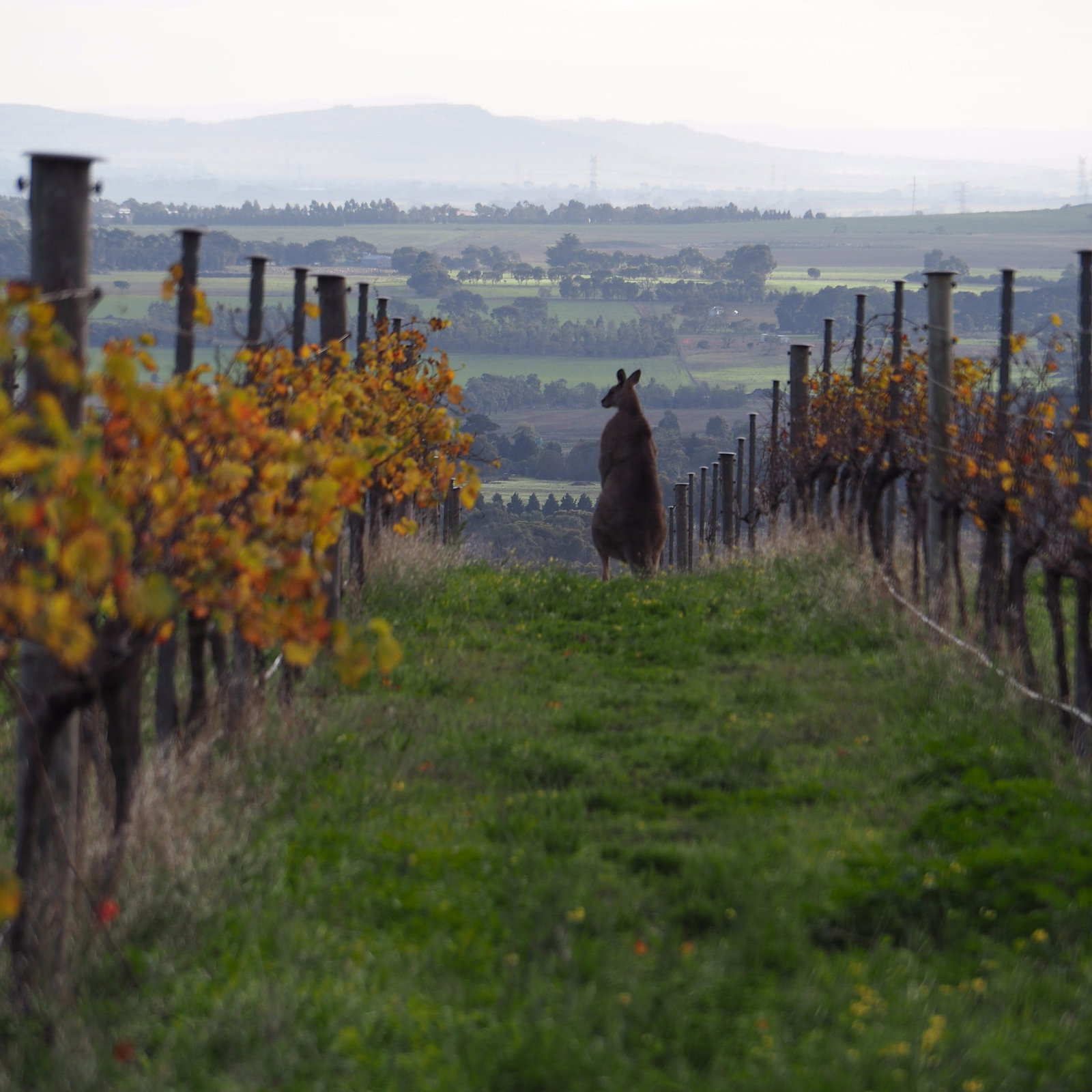 Barrabool VIC Pubs Adelaide