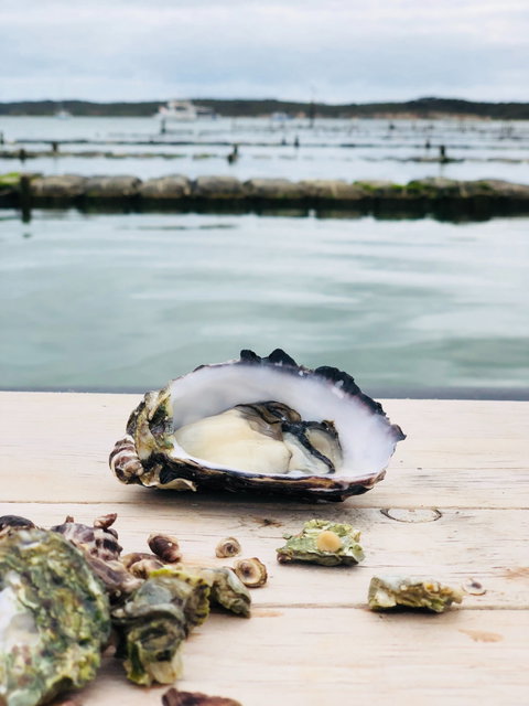 Oyster HQ - Pubs Adelaide 1