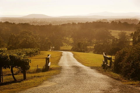 Petersons Wines - Pubs Adelaide 0