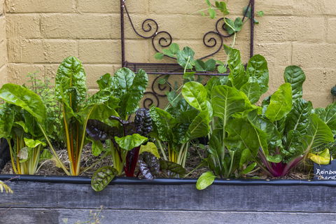 A Bite To Eat - Pubs Adelaide 1